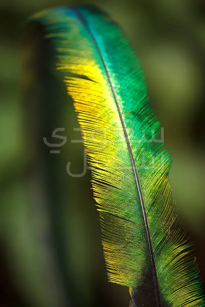 2020 الفا روميو ستيلفيو سوبر