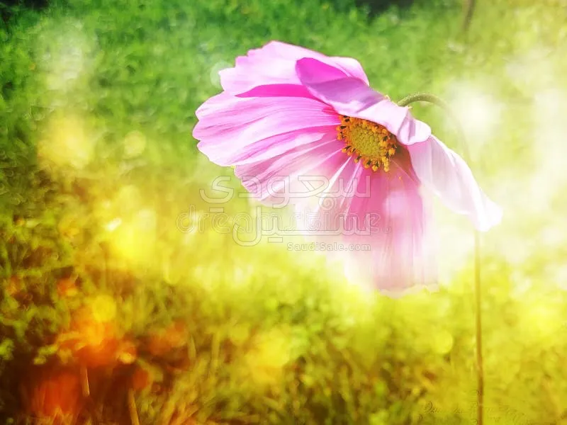 2020 الفا روميو ستيلفيو سوبر